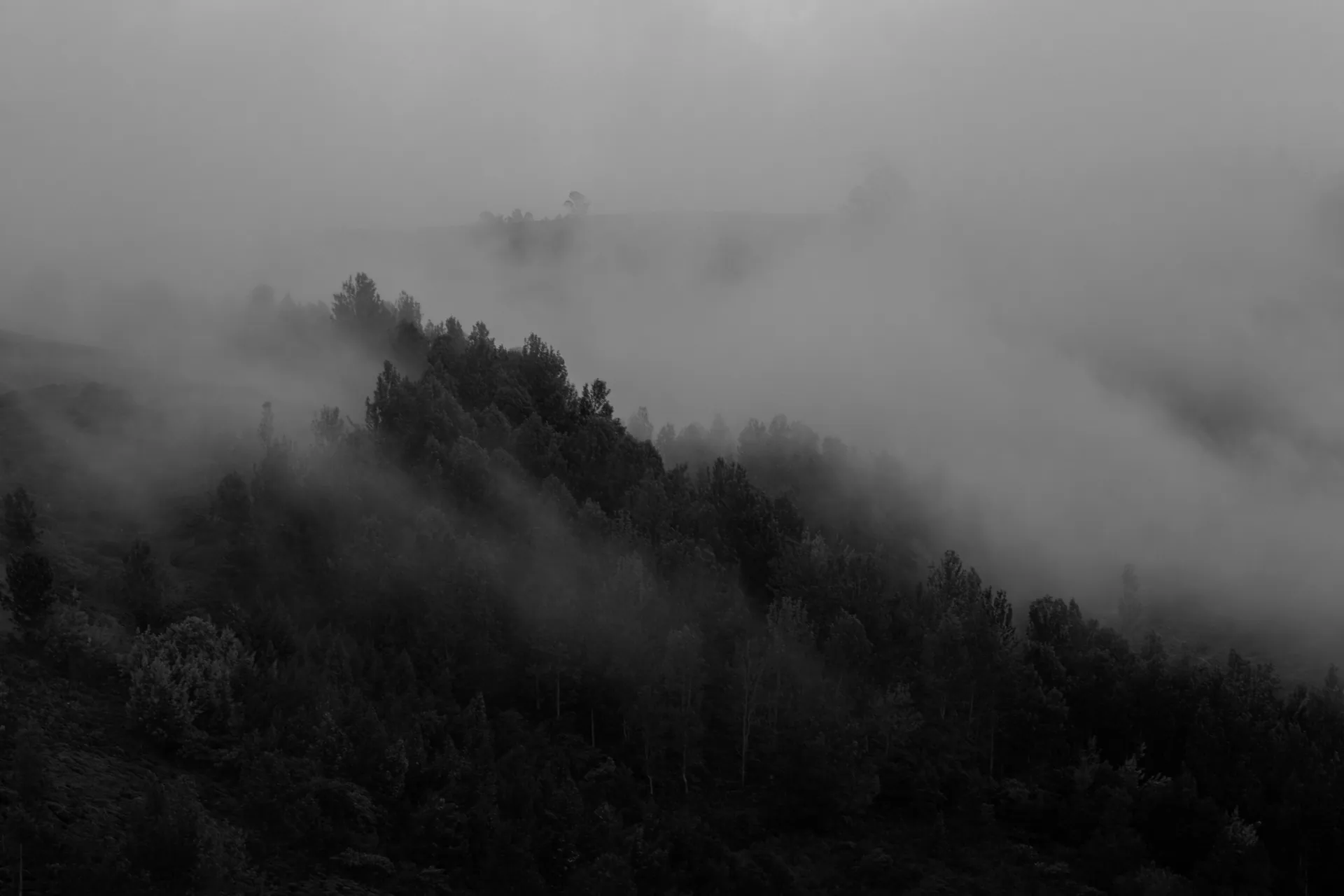 Explore a mysterious misty mountain forest captured in striking black and white photography.