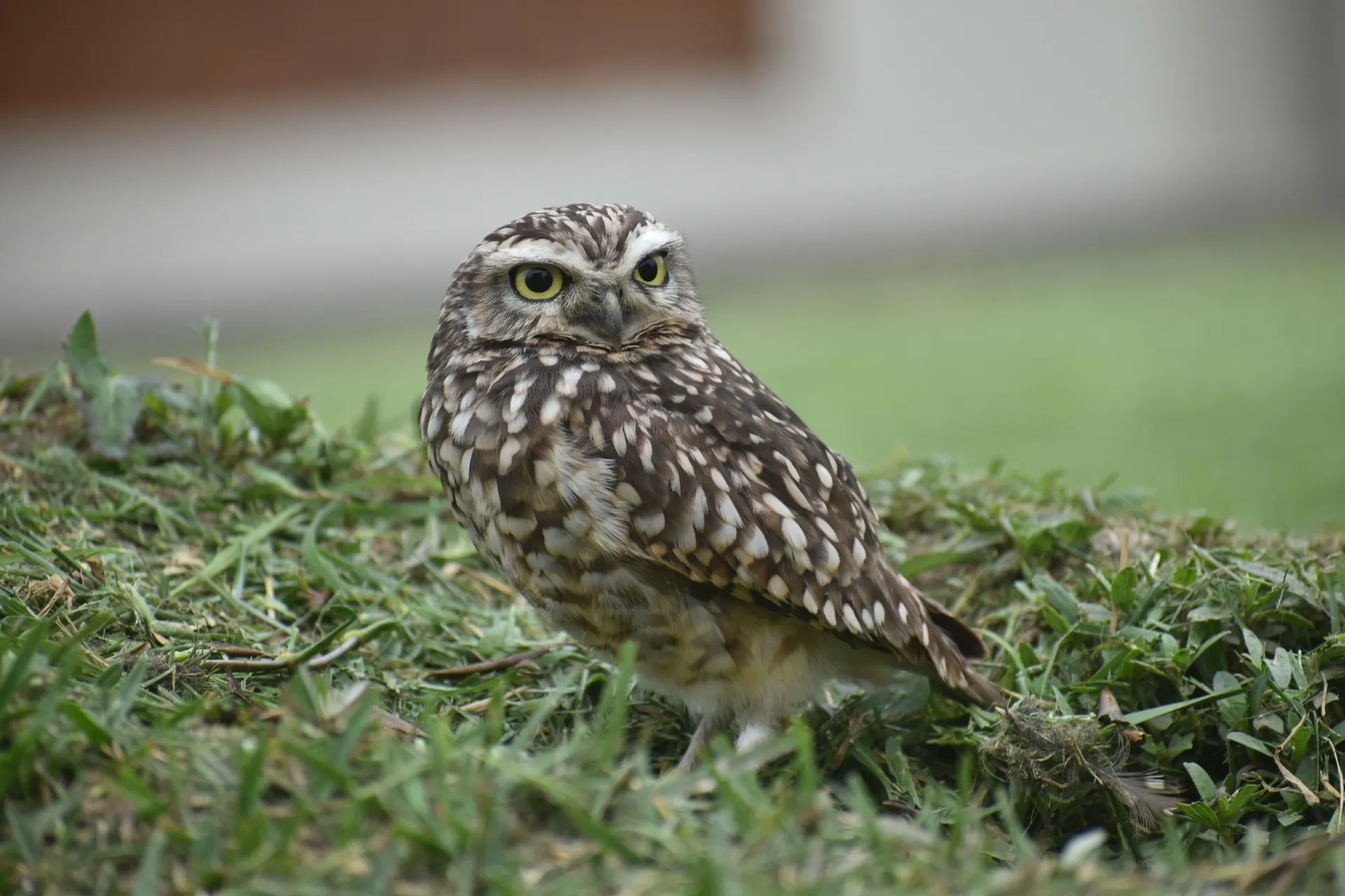 A burrowing owl stands alert on grassy ground, showcasing its striking plumage.