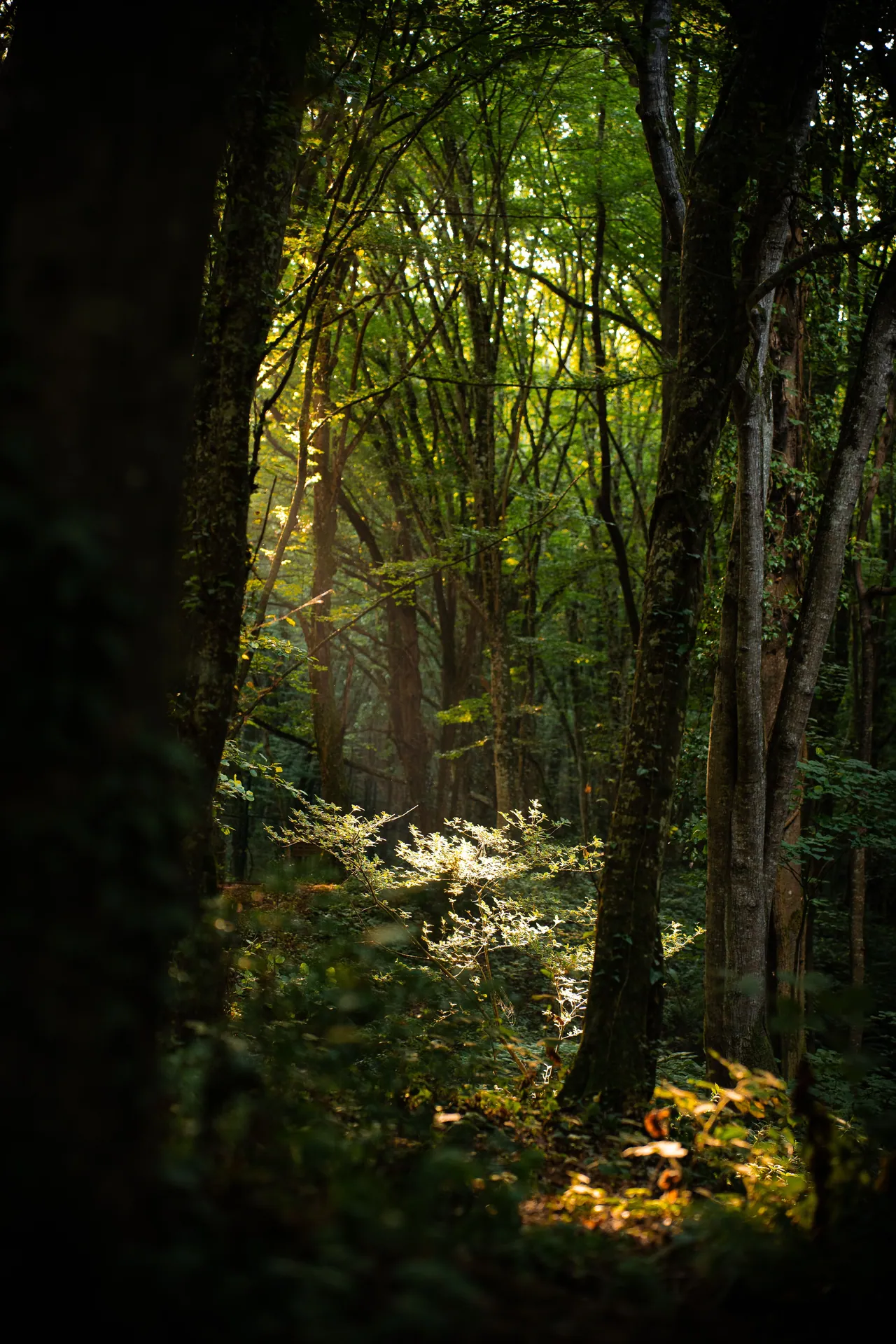 A serene forest path bathed in sunbeams and mist, showcasing lush green foliage in the fall.