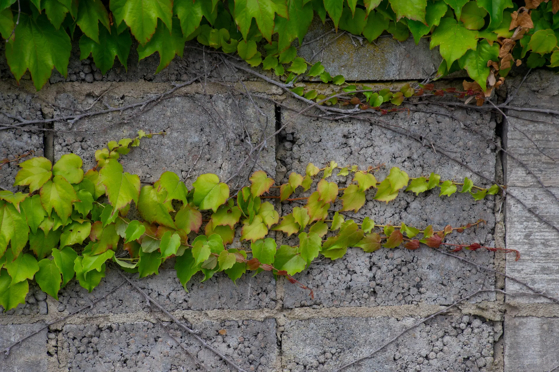 Lush green ivy leaves creep over a textured concrete wall, creating a natural pattern.