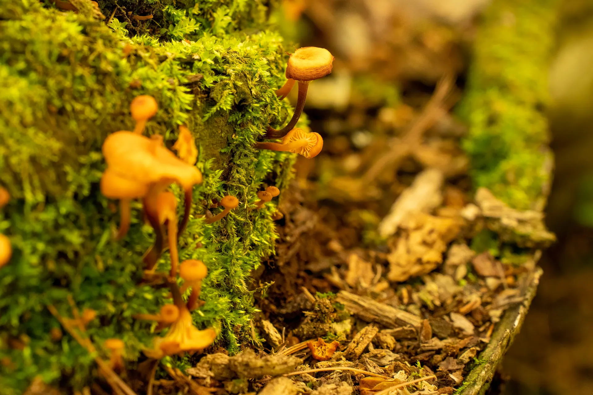 Detailed image of orange mushrooms growing on mossy surface in a forest environment.