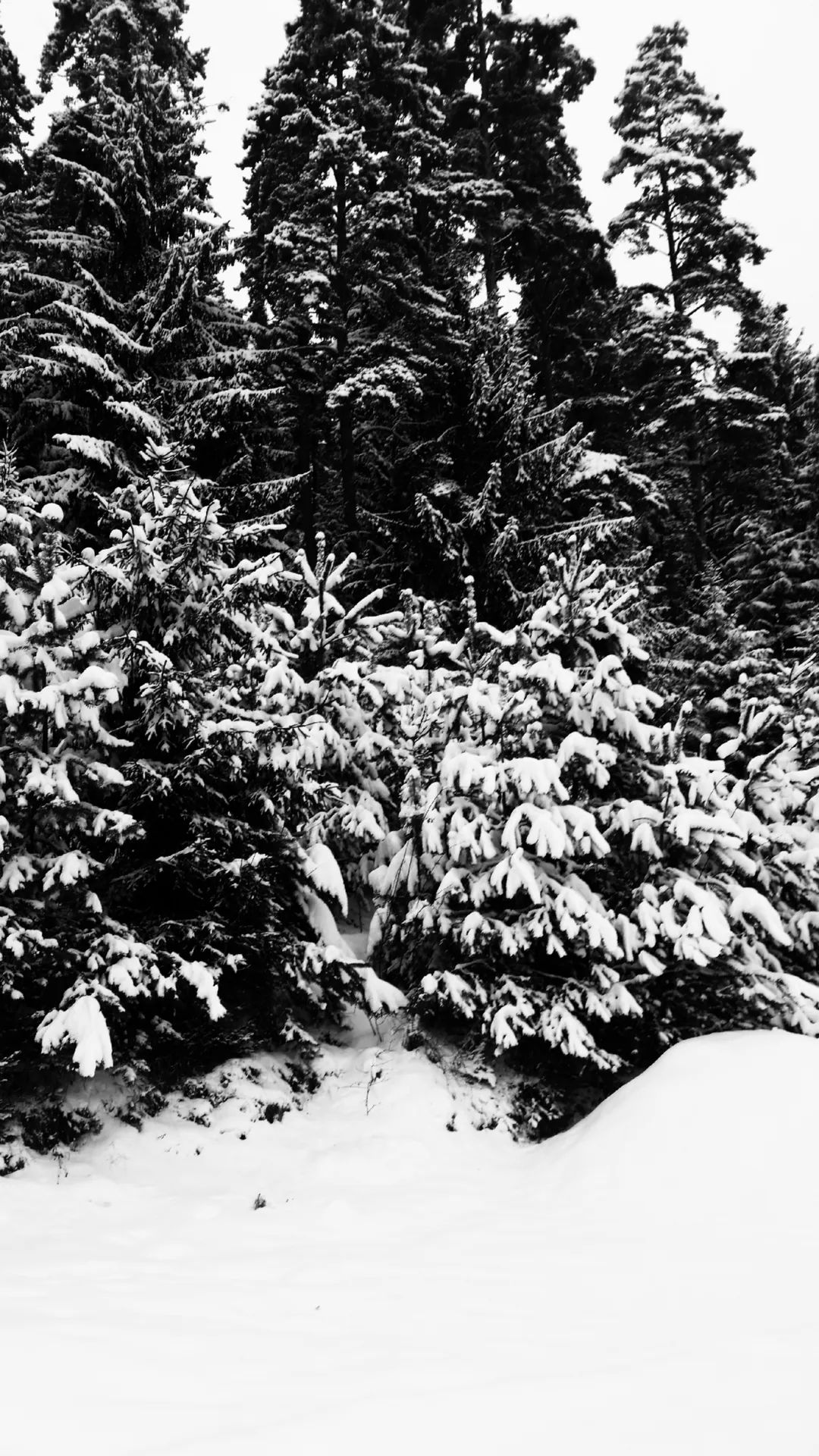 Black and white monochrome - trees in winter snow