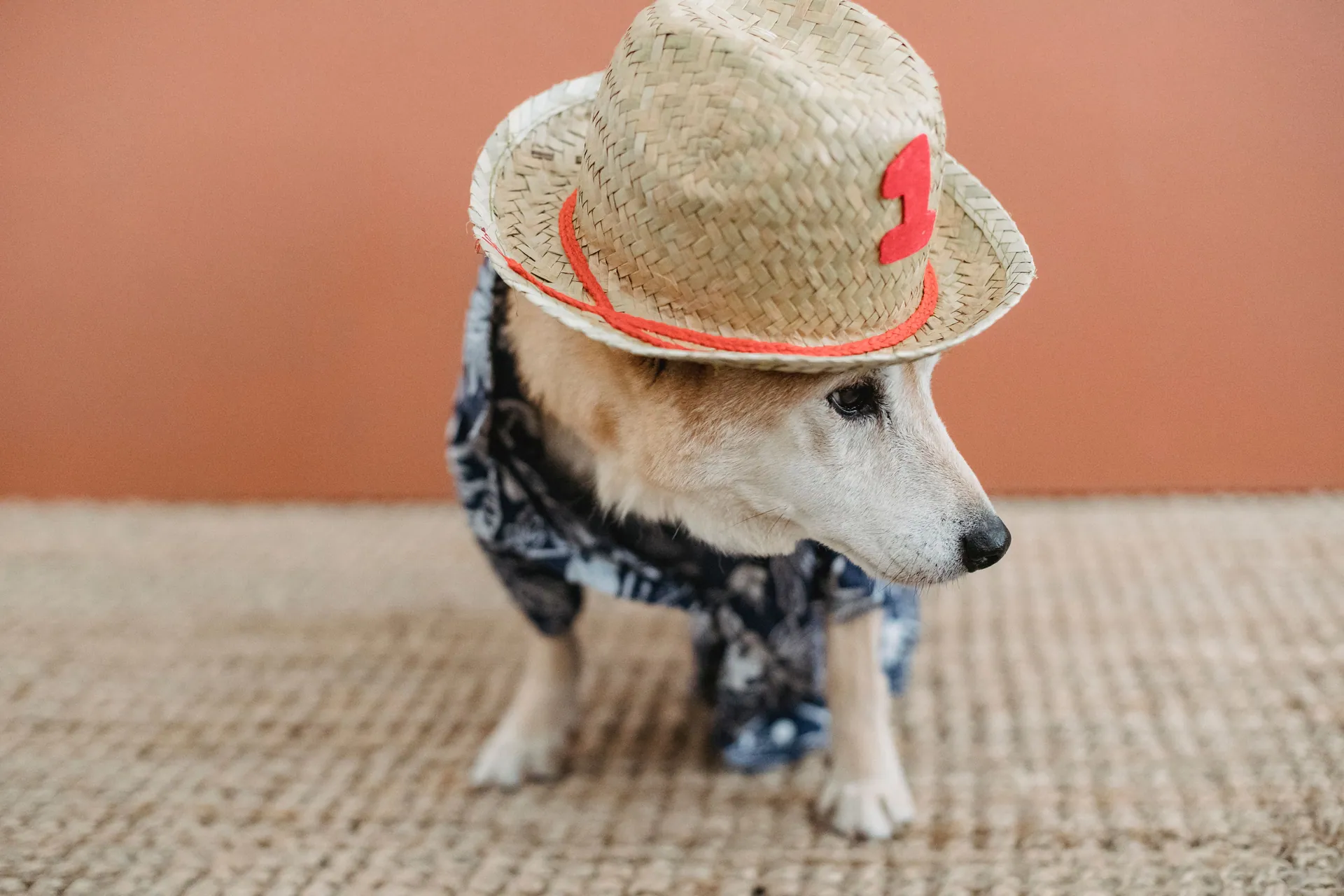 Puppy in straw hat with number and canine apparel standing in light room