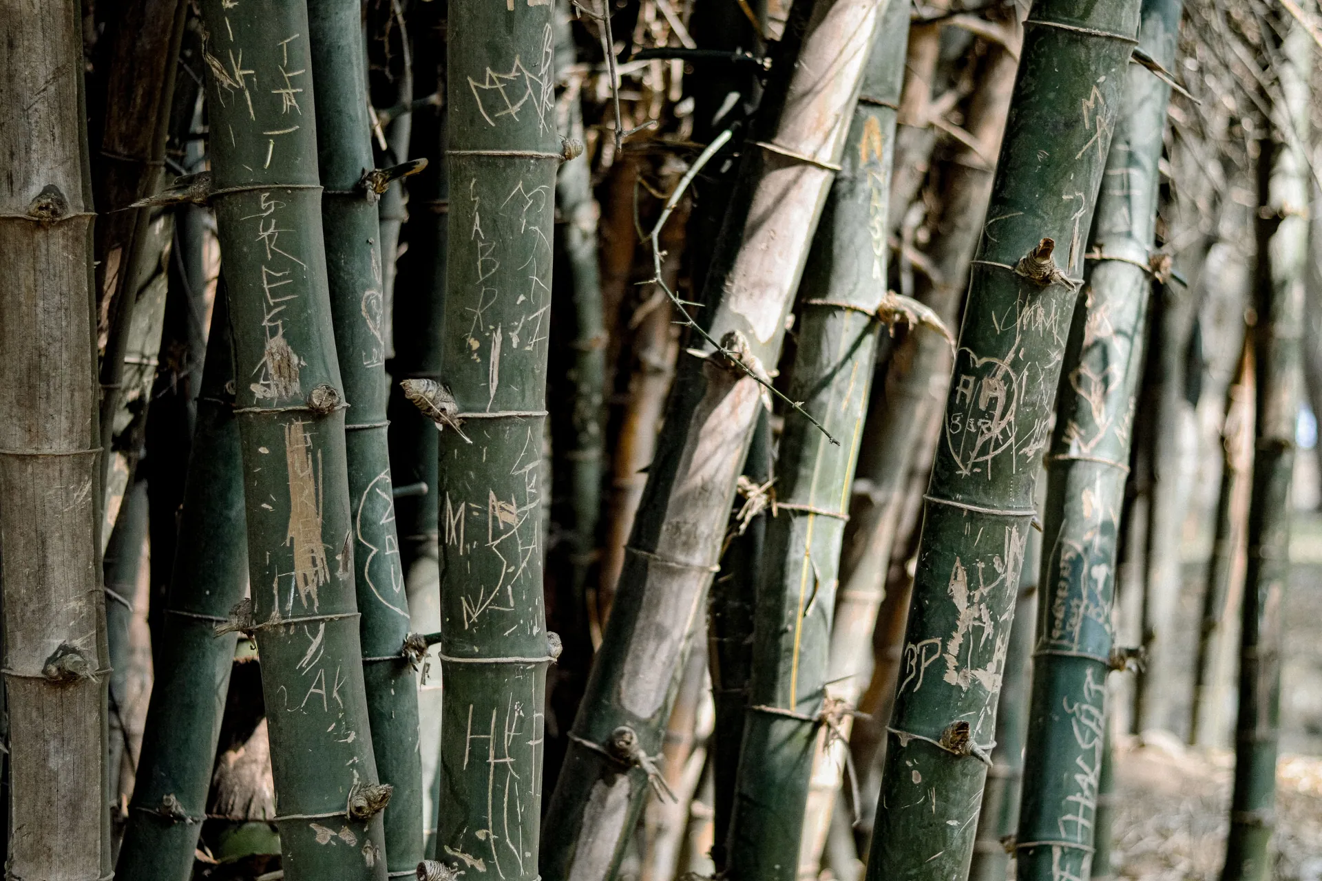 Writings on thick stems of bamboo growing in dense forest on shiny day