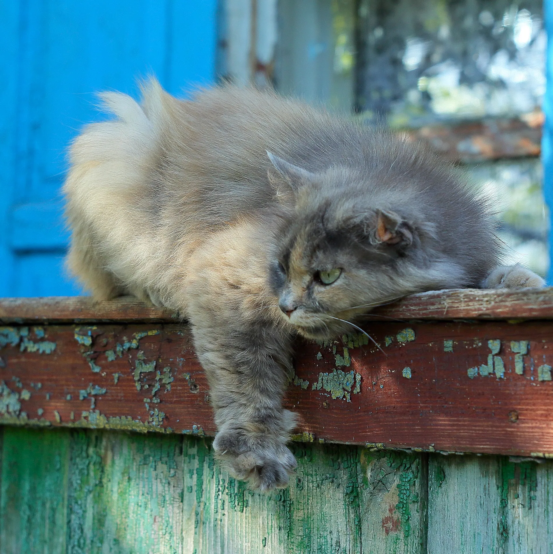 Funny cat posing (14250377907) (2014; cropped 2025)