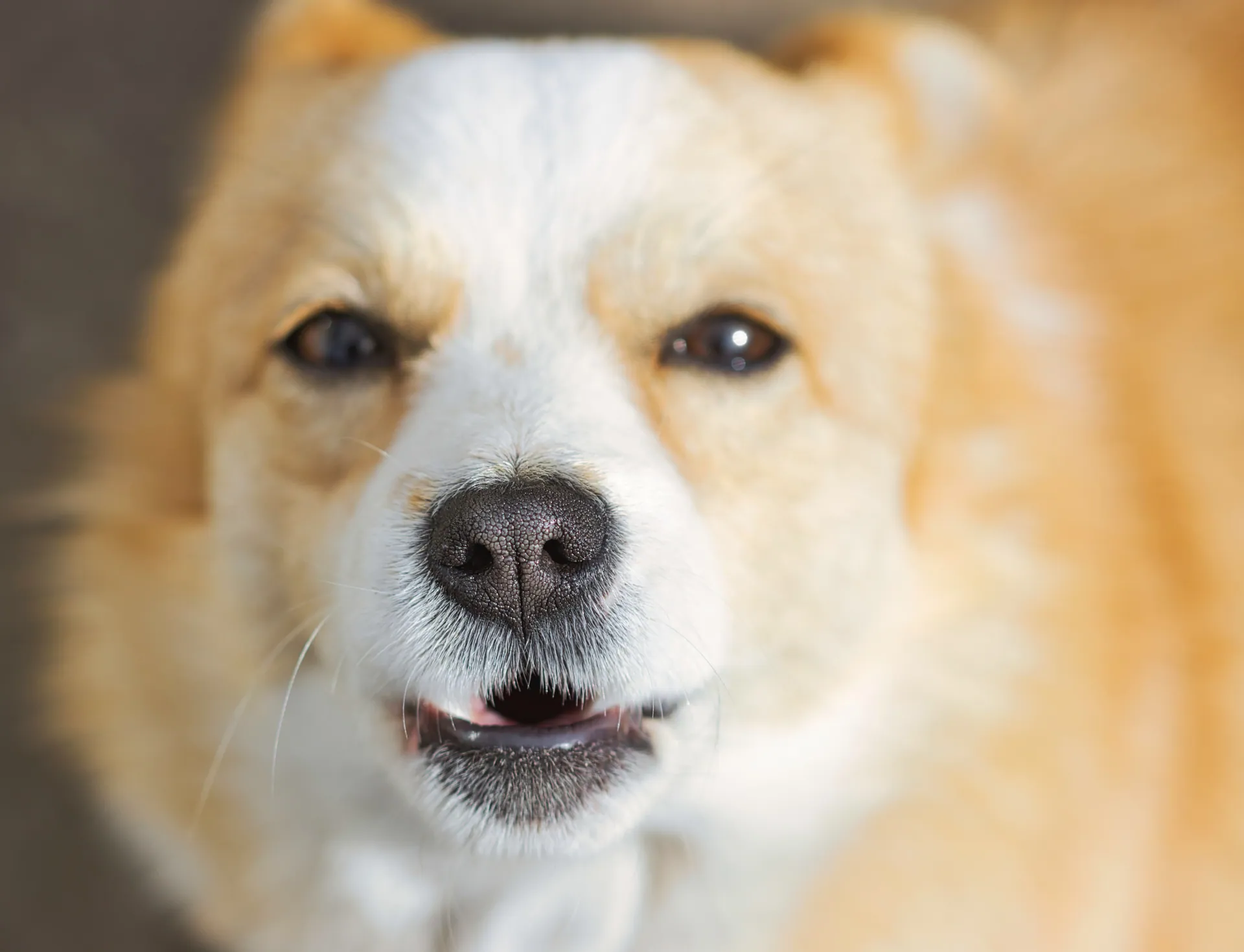 Adorable close-up portrait of a smiling Corgi with fluffy fur and bright eyes.