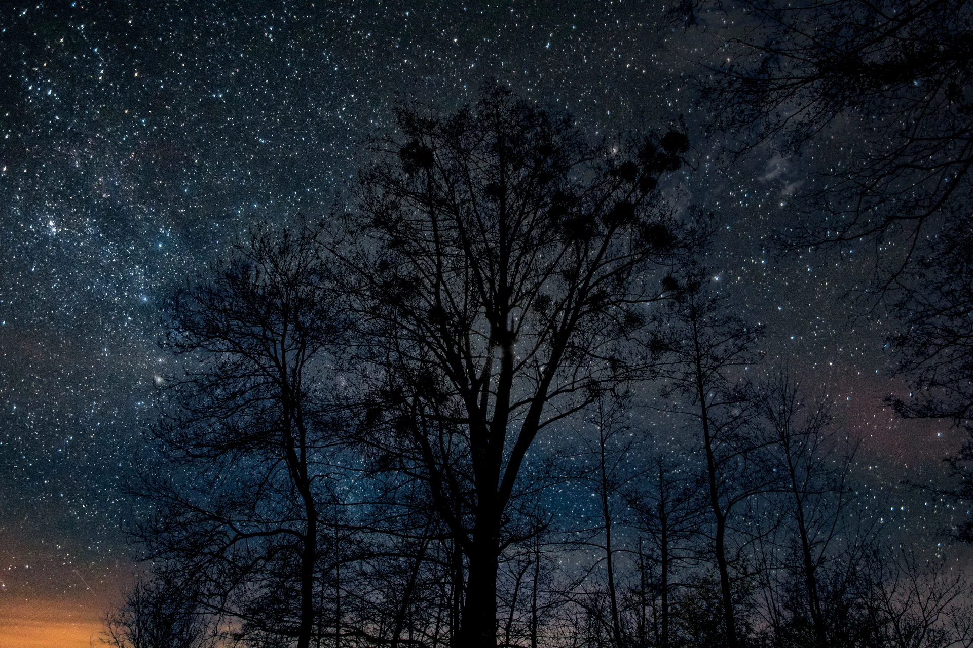 Majestic night sky full of stars behind dark tree silhouette in a rural setting.