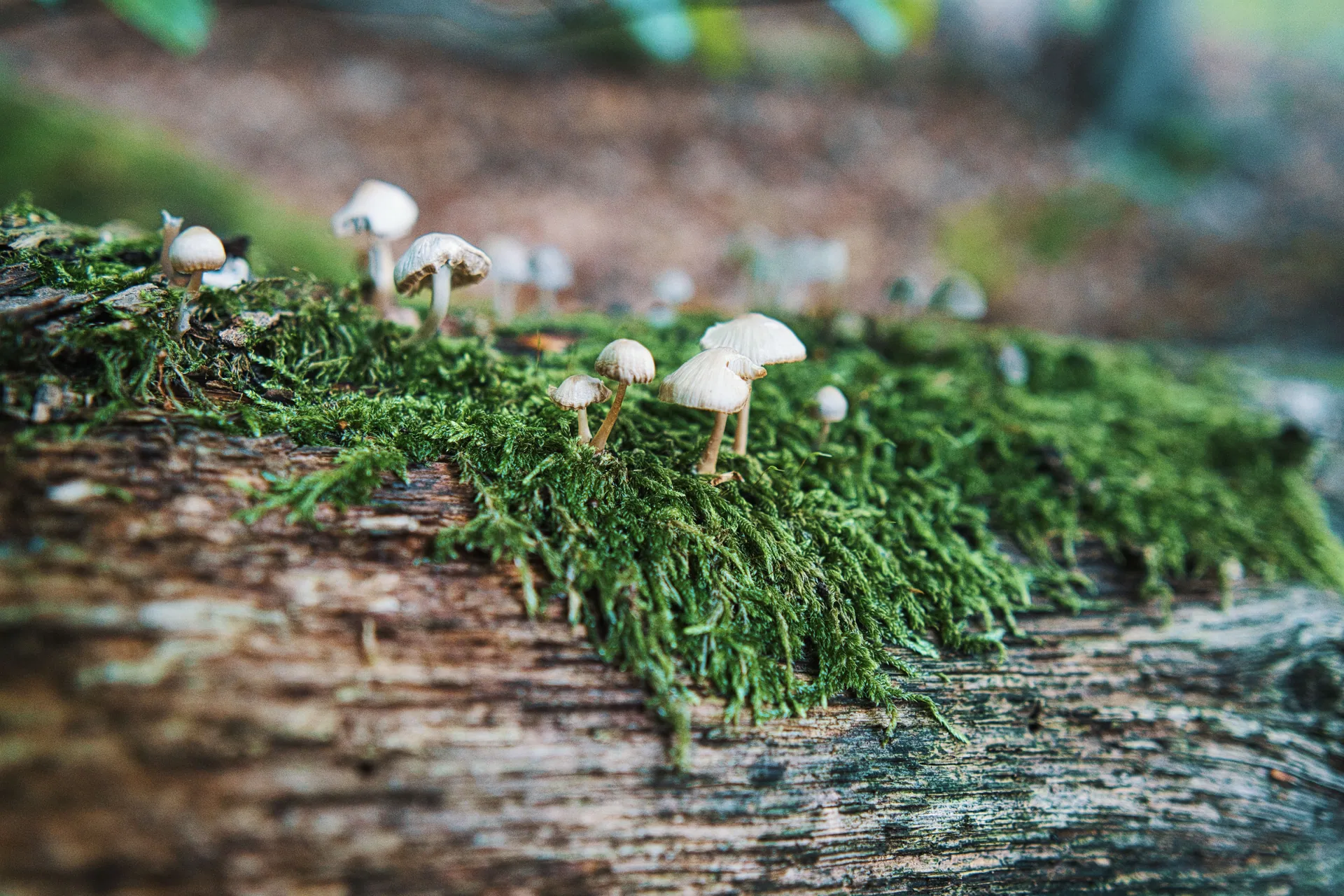 Close-up of tiny mushrooms sprouting on mossy log in serene forest setting, capturing nature's cycle.