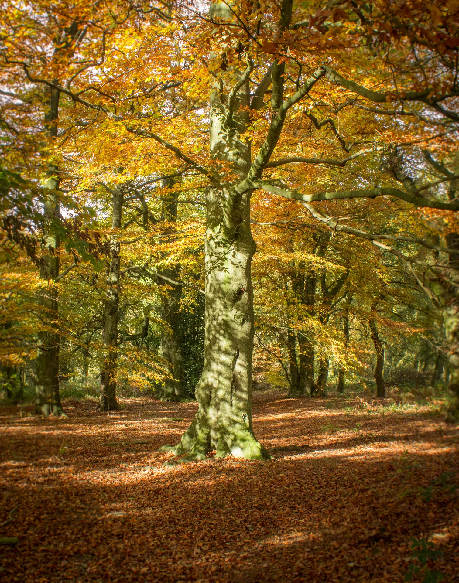 Autumn forest magic