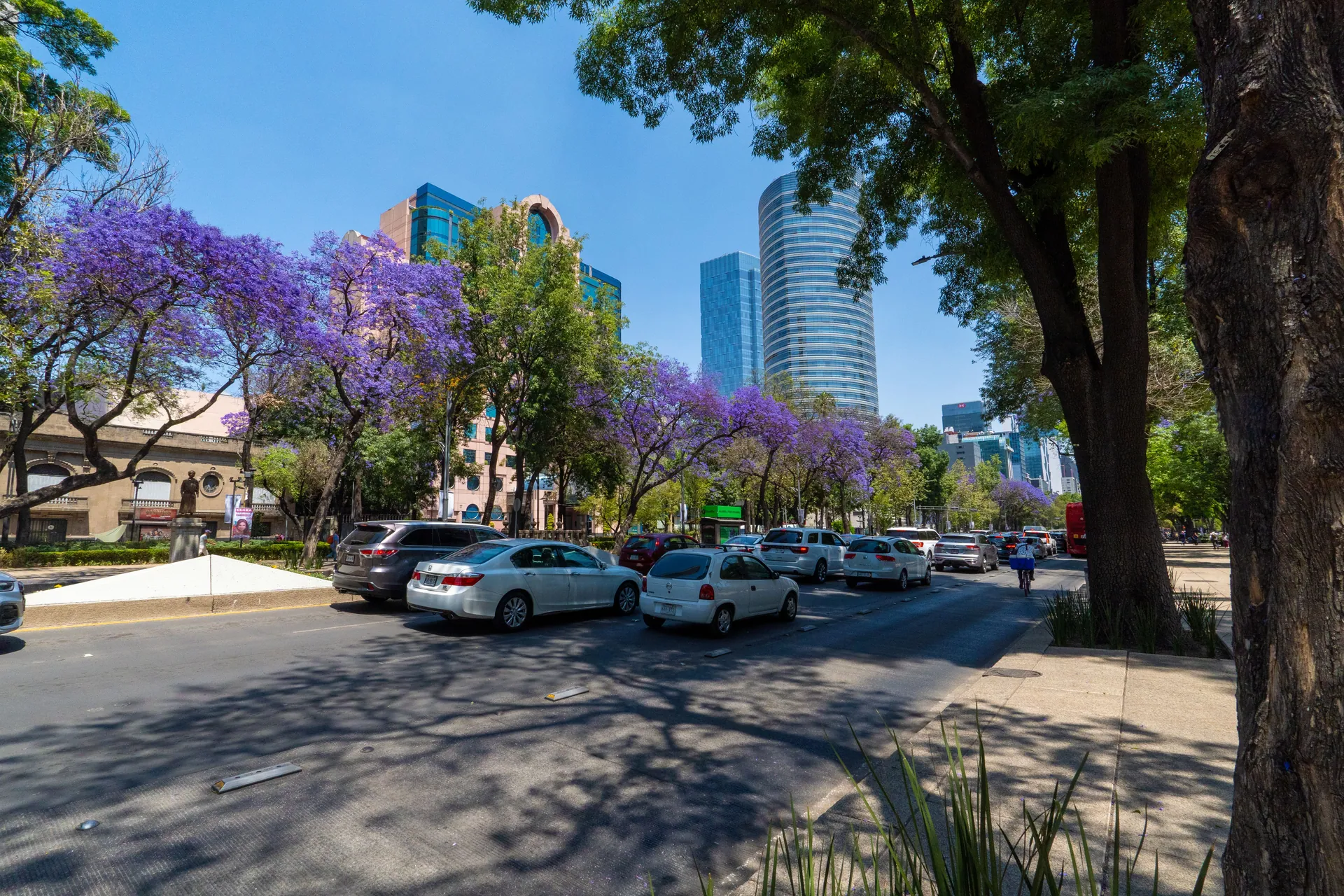 A vibrant street scene in Mexico City featuring blooming jacaranda trees and urban traffic.