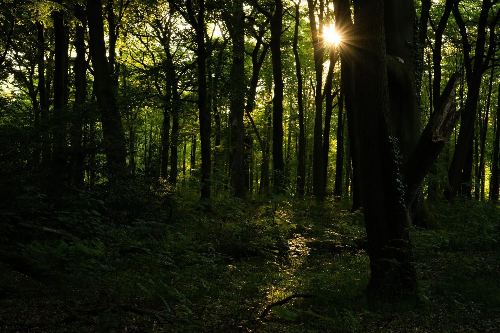A serene view of sunlight filtering through a dense forest in Germany, highlighting tall trees and lush greenery.