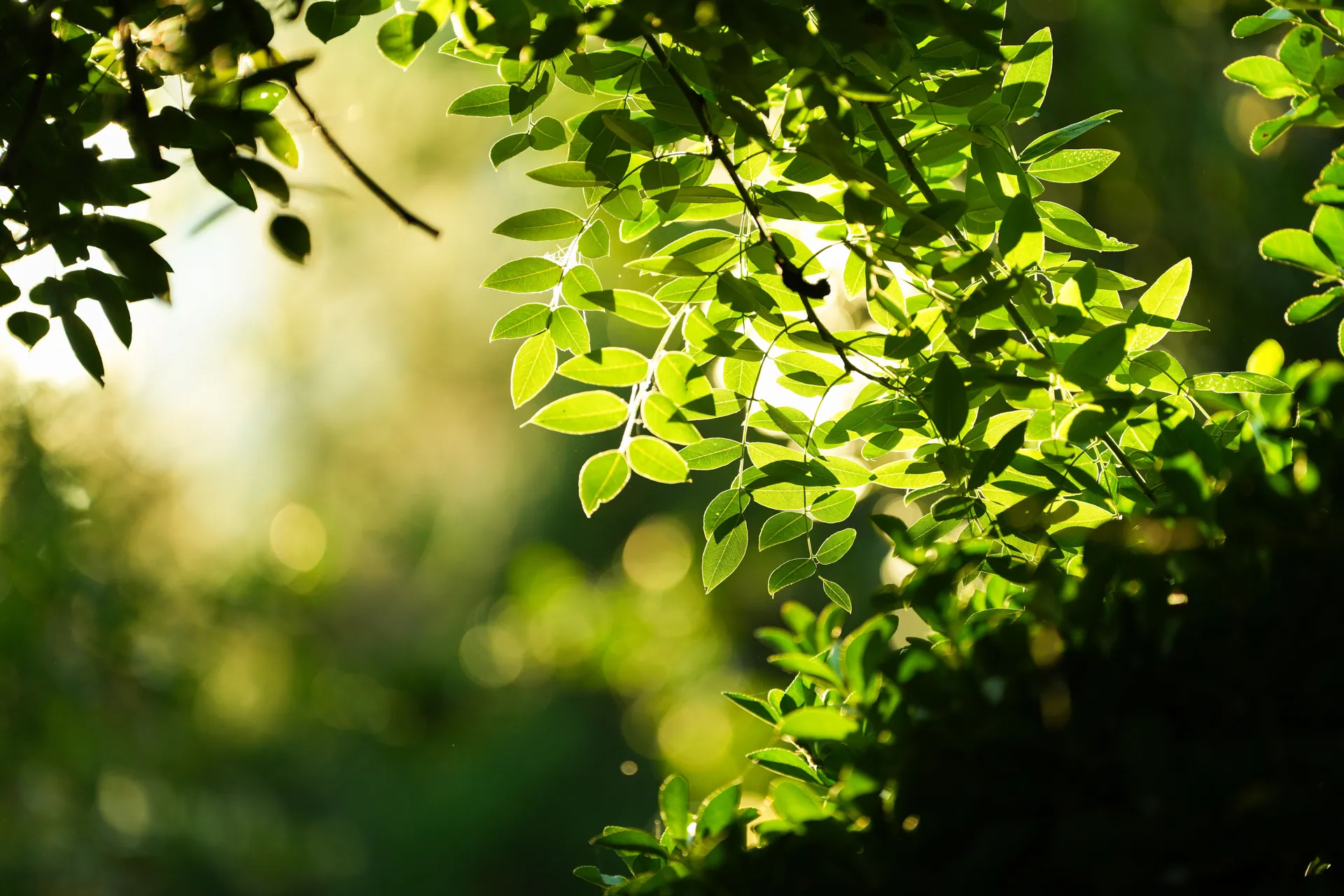 Sunlight filtering through lush green leaves in a forest, creating a serene atmosphere.