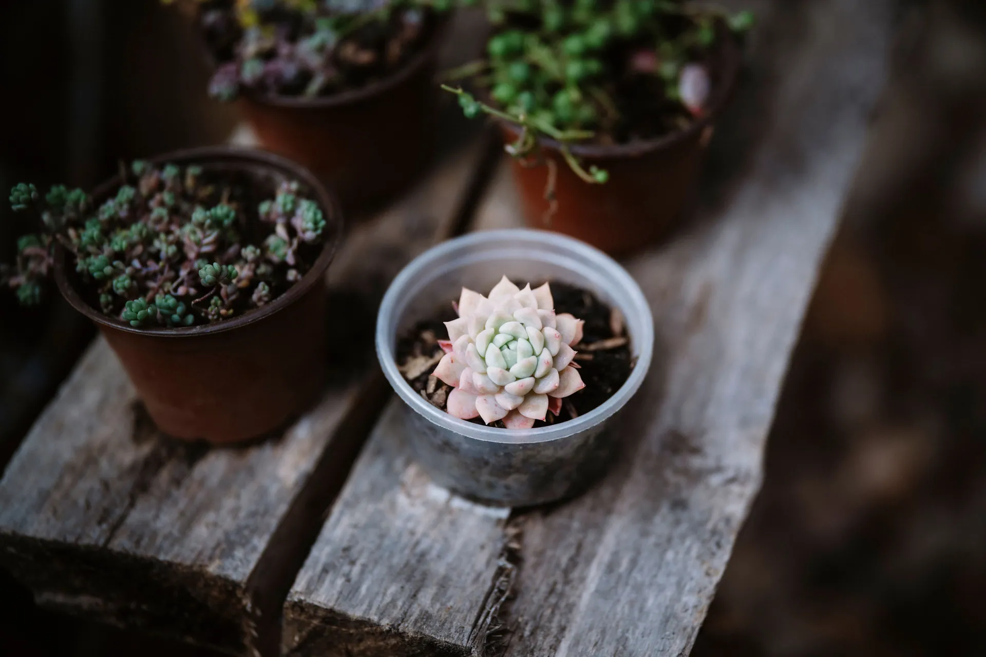 A close-up view of various succulents in small pots on a rustic wooden surface.