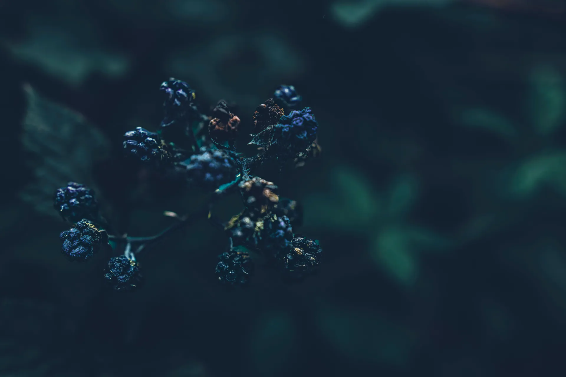Dark, moody close-up of blackberries in natural lighting. Perfect for nature or food-themed projects.