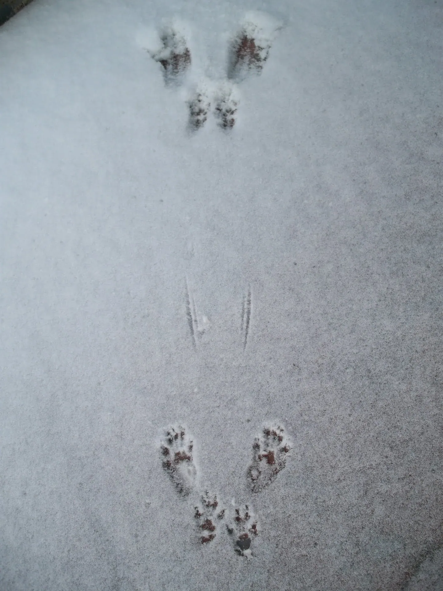 Squirrel Tracks Snow Winter Newton Massachusetts