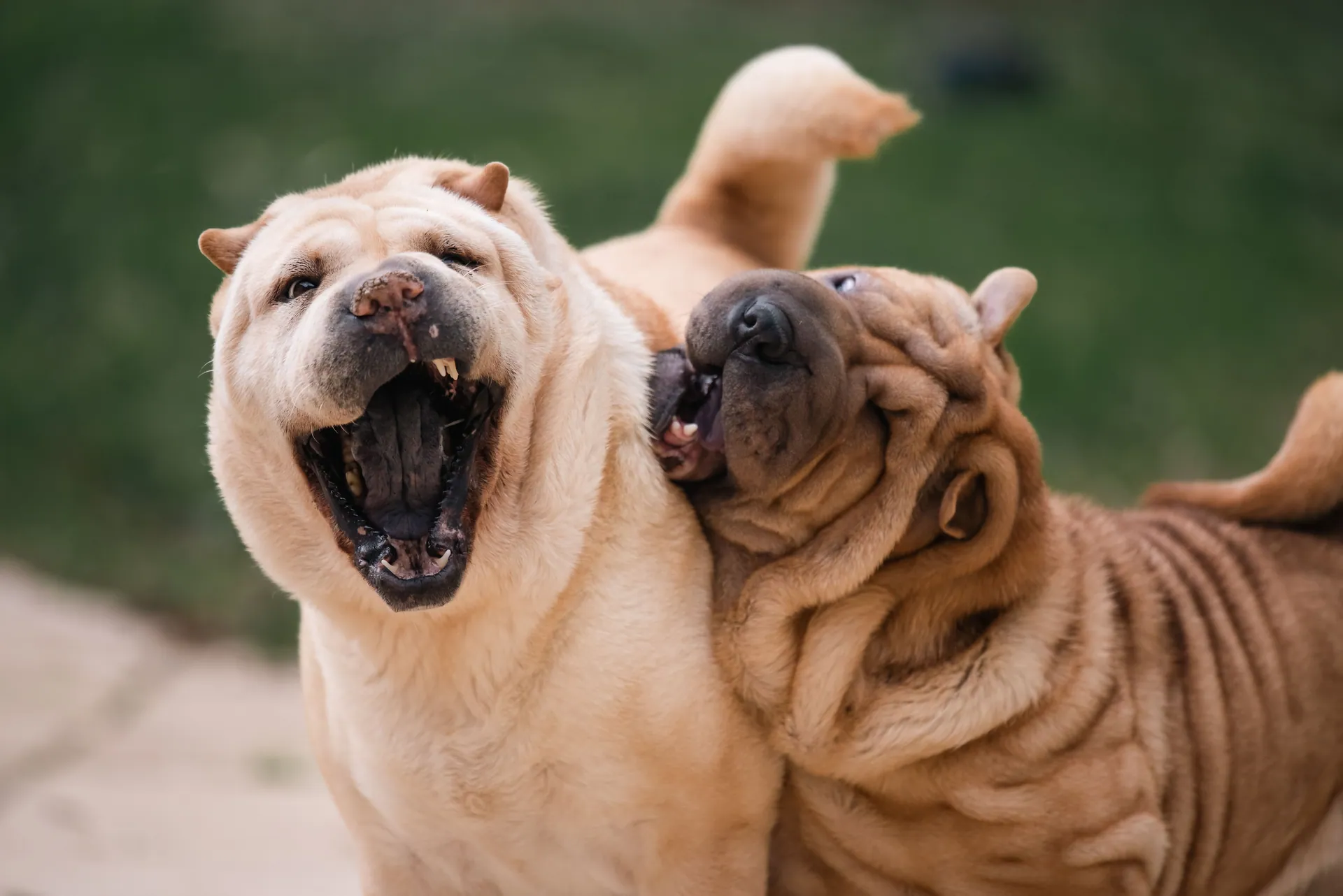 Two playful Shar Pei dogs frolicking together outdoors on a sunny day.