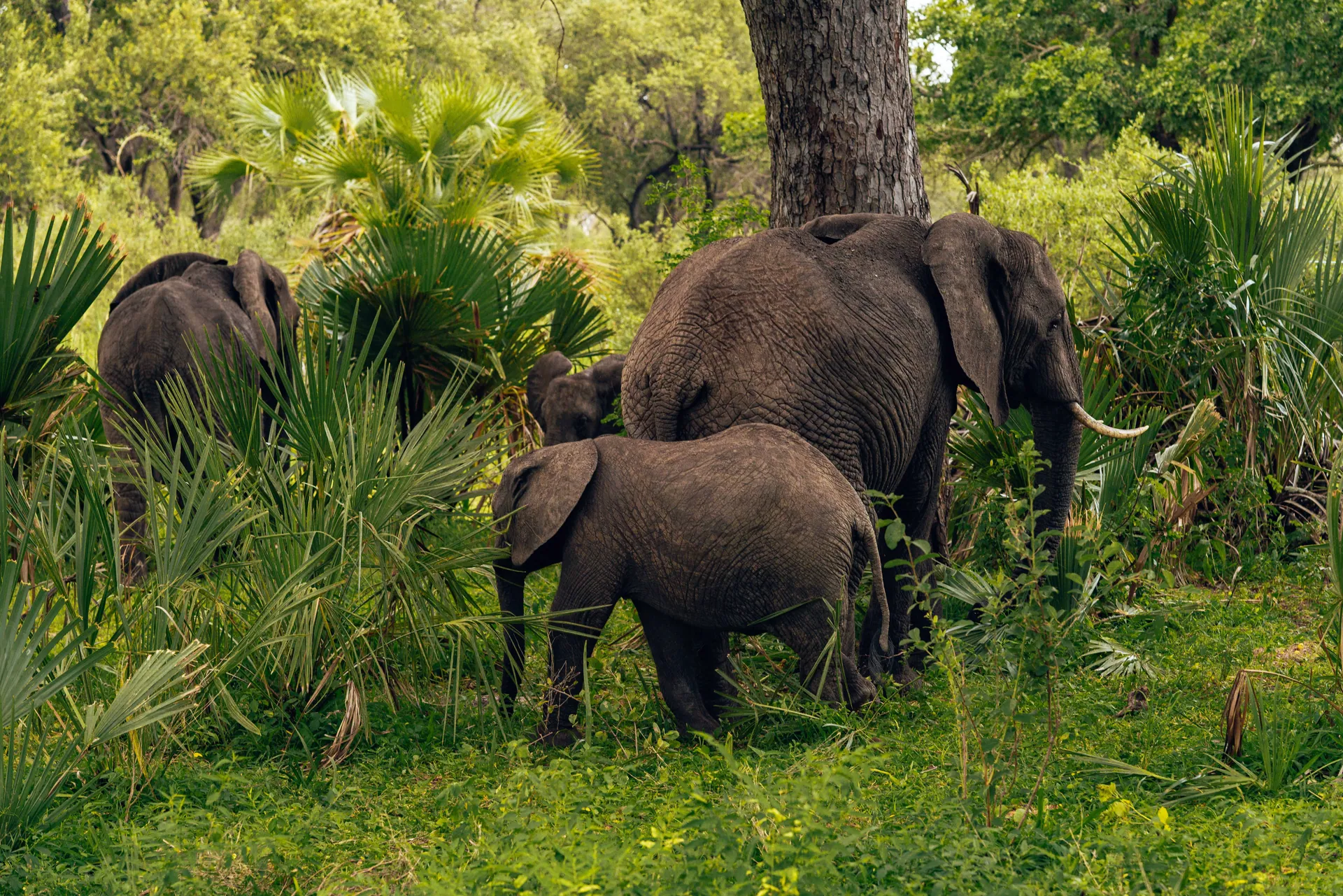 A serene scene of elephants wandering through lush greenery, showcasing the beauty of wildlife in their natural habitat.