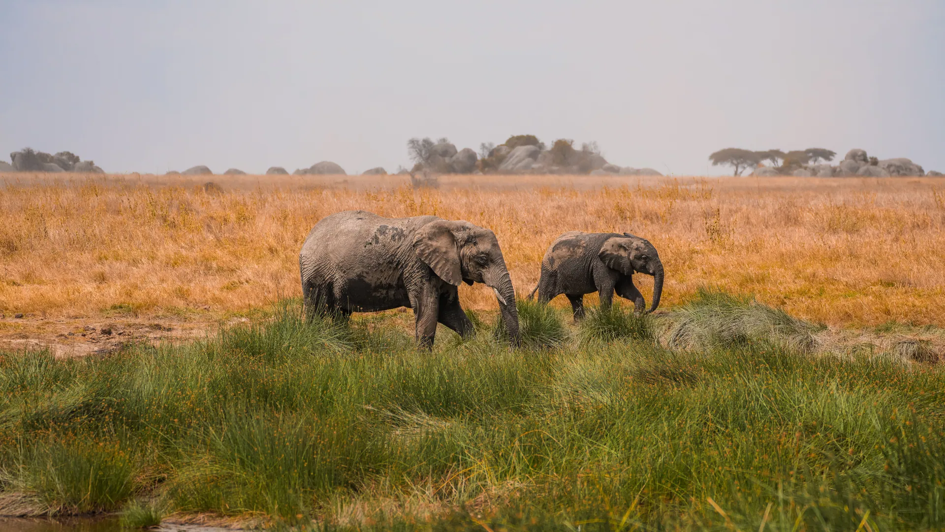 Two African elephants grazing in the Serengeti plains of Tanzania, showcasing wildlife beauty.