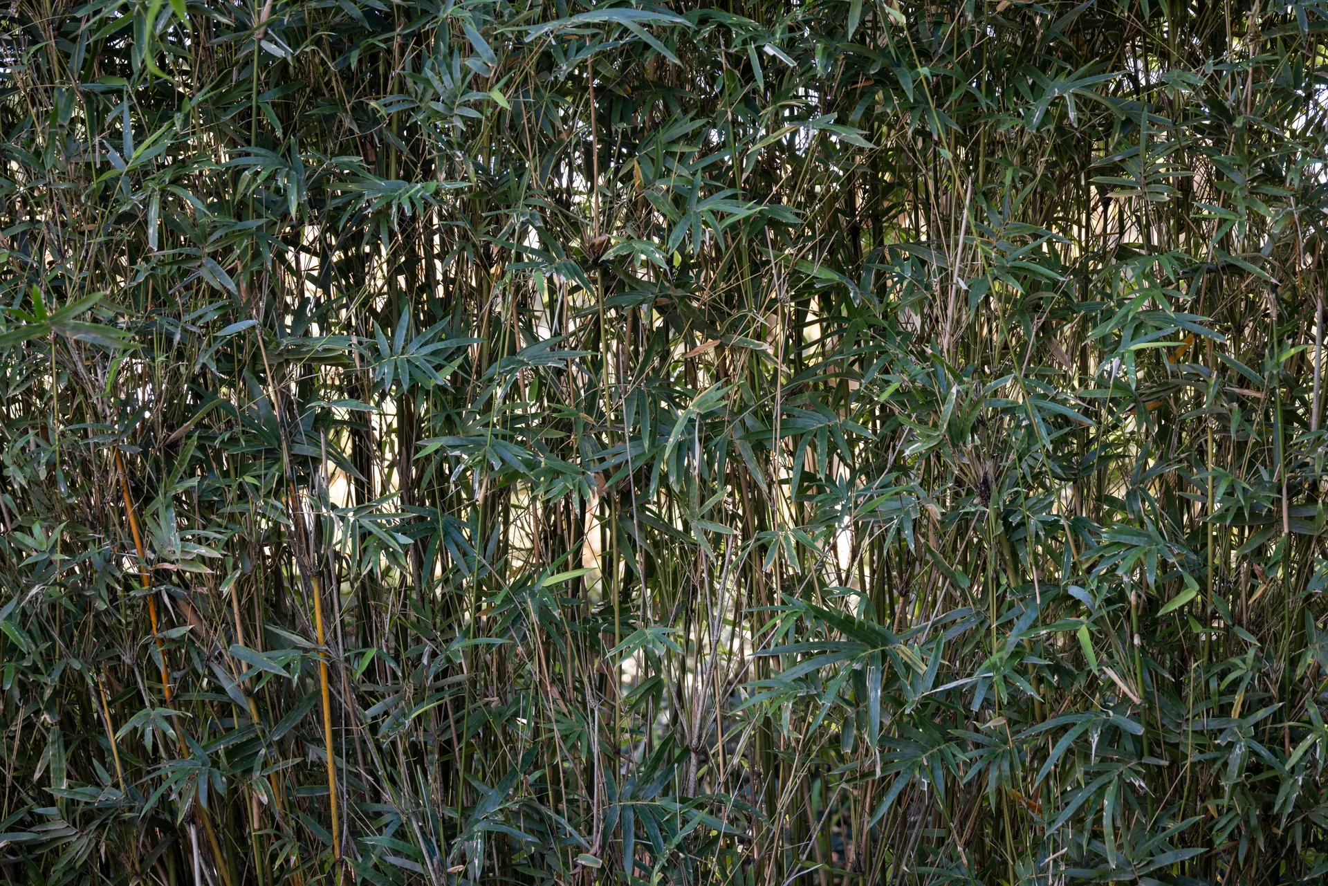 A dense bamboo forest creating a lush and natural backdrop, perfect for nature themes.