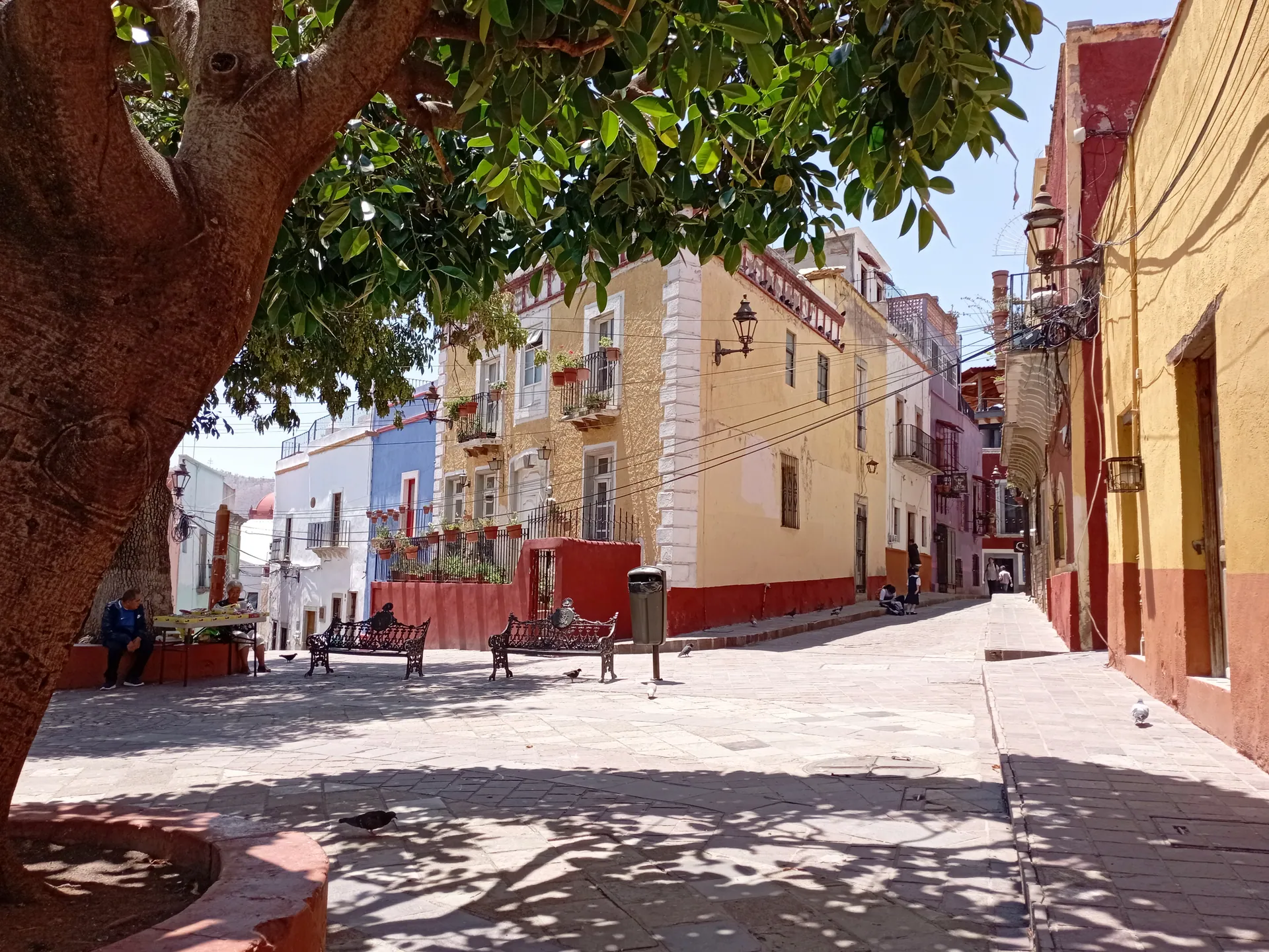 Mexiamora (Gto) 00000009988