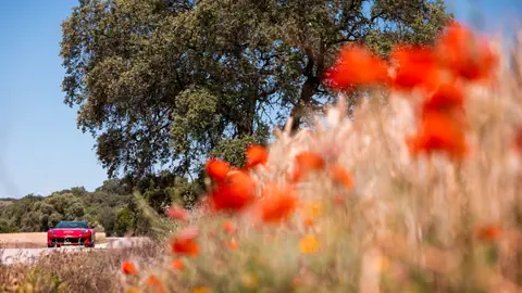 Red sports car on a country road against a backdrop of vibrant orange flowers and a large oak tree.