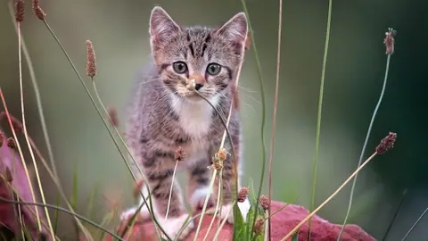 Striped Kitten in a Natural Setting - backiee