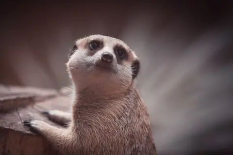 Suricate with fluffy gray coat and brown eyes looking up while leaning on rough surface in zoo