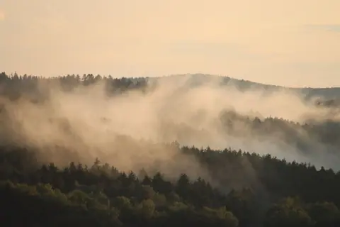 A serene view of a misty forest with fog at sunrise, capturing nature's tranquility.