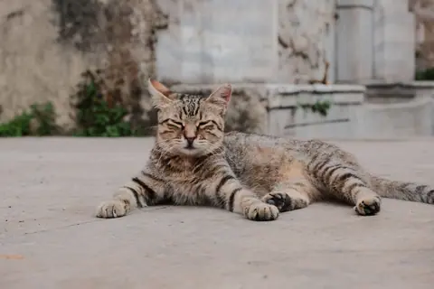 A content tabby cat lies relaxed on a sunlit outdoor pavement.