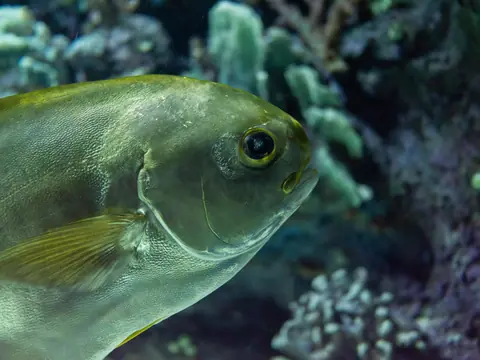 A detailed close-up of a tropical fish swimming in an aquarium with colorful coral in the background.