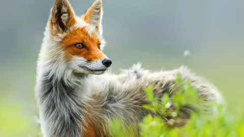 fox-animal_3840x2160_xtrafondos.com