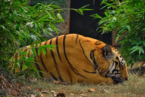 A Bengal tiger peacefully resting in its naturalistic habitat at Bhubaneswar Zoo, India.