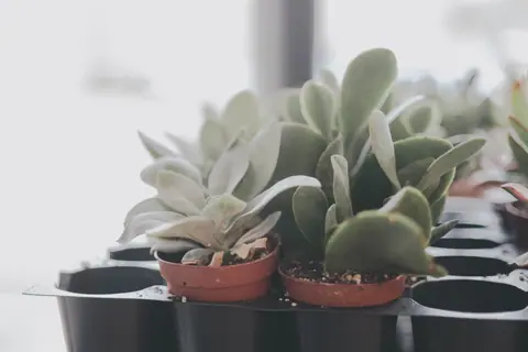 A detailed view of succulent plants in brown pots on a sunny windowsill.