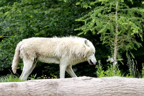 White wolf walking through lush forest, showcasing wildlife beauty.