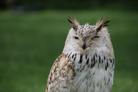 Detailed close-up of a Eurasian Eagle-Owl perched on grass, showcasing its striking plumage.
