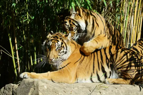 Two Sumatran tigers playfully engage in a bamboo grove, basking in the sunlight.