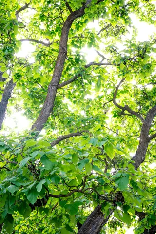 Sunlight filters through vibrant green leaves in dense tree canopy, creating a serene natural scene.