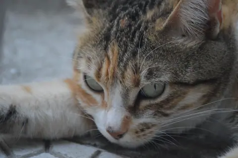 Detailed close-up of a sleepy calico cat resting on the ground, showcasing its beautiful eyes.