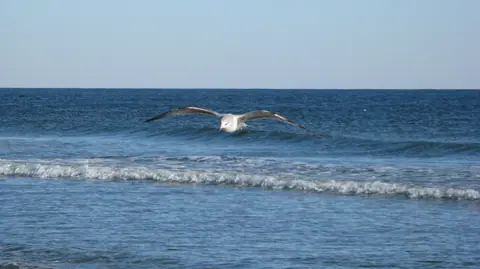SeagullOverWave