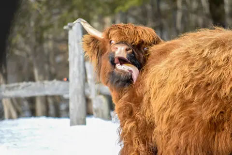 A Highland cattle showing its tongue outdoors in a snowy winter setting.