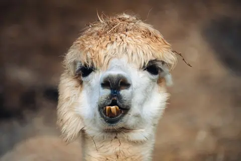 Explore the charm of a fluffy alpaca up close, showcasing its unique features.