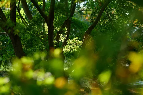 Sunlight filtering through green leaves in a tranquil forest setting.