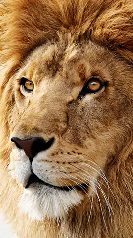 lion-samsung-galaxy-s5-wallpaper
