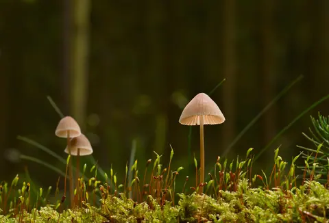 Delicate mushrooms growing on a moss-covered forest floor, epitomizing autumn's quiet beauty.