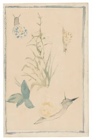 Sketches of Snails, Flowering Plant