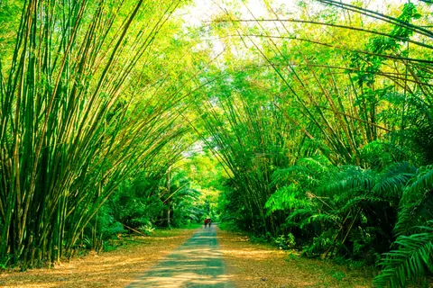 A tranquil, sunlit path surrounded by lush bamboo in Trinidad, perfect for nature walks.