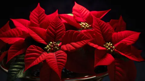 Poinsettias_-_TV_Art