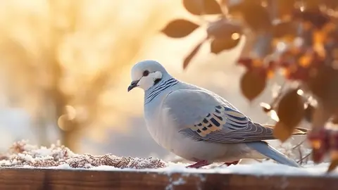 Turtledove_-_TV_Art