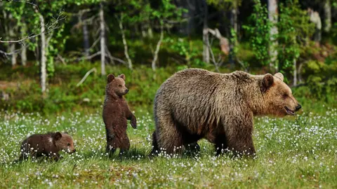Majestic Bears and Their Cubs in Nature's Embrace - backiee