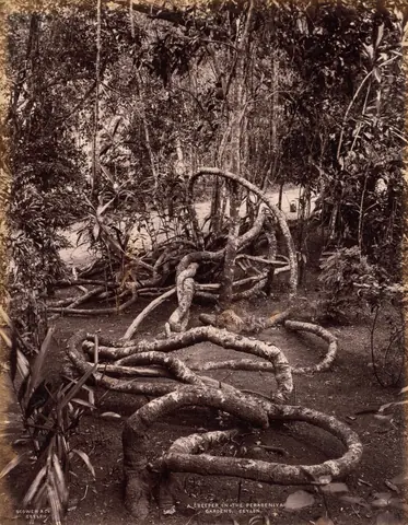 A Creeper in the Peradeniya Gardens, Ceylon